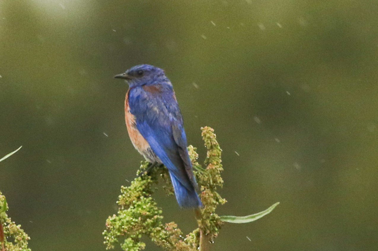 This is the Western Bluebird.